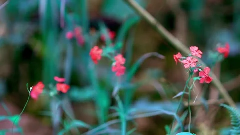 Beautiful spring flowers Stock Footage 133657962