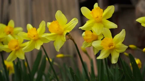 Beautiful spring flowers Stock Footage 151844521