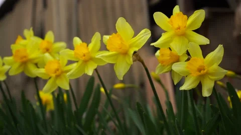 Beautiful spring flowers Stock Footage 151844547