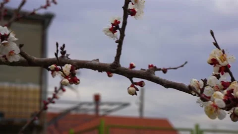 Beautiful spring flowers Stock Footage 151846191