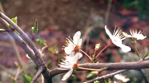 Beautiful Spring Flowers Stock Footage 154329103