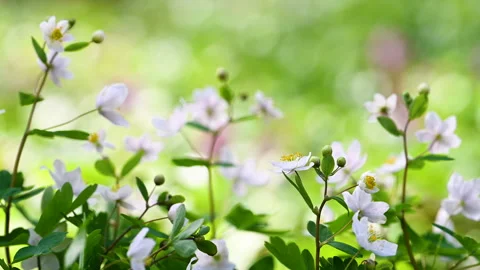Beautiful spring flowers Stock Footage 305932607