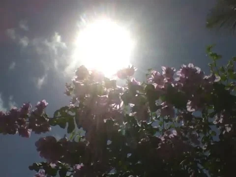 Beautiful spring flowers getting all the warmth of a great summer sun Stock Footage 161208989