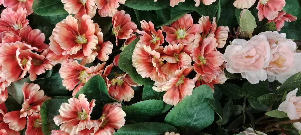 Beautiful spring flowers on green background Stock Photos