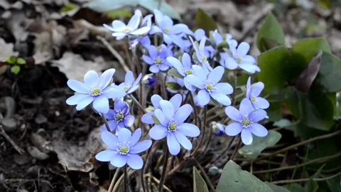Beautiful spring flowers of Hepatica in the forest, on a sunny day Video stock 152401406
