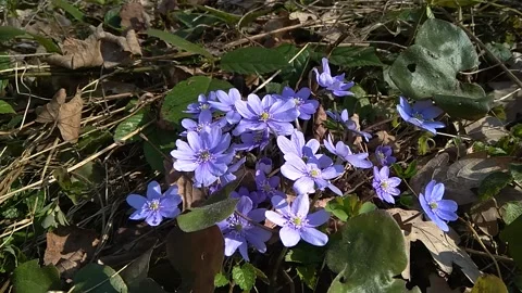 Beautiful spring flowers of Hepatica in the forest, on a sunny day Video stock 152402265