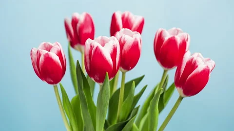 Beautiful spring flowers opening. Timelapse. Blooming tulips, close-up. 스톡 동영상 172434770