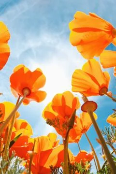 Beautiful spring flowers Stock Photos