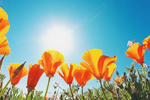 Beautiful spring flowers Stock Photos