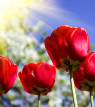 Beautiful spring flowers Stock Photos