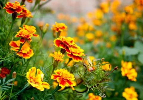 Beautiful spring flowers Stock Photos