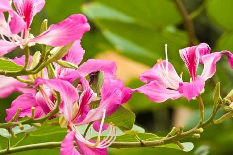 Beautiful spring flowers Stock Photos
