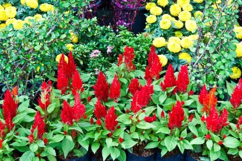 Beautiful spring flowers . Stock Photos