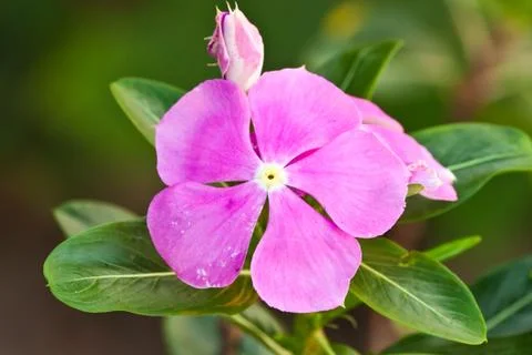Beautiful spring flowers Stock Photos