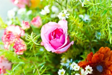 Beautiful spring flowers Stock Photos