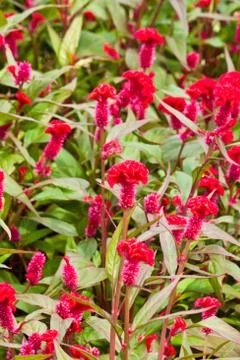 Beautiful spring flowers Stock Photos