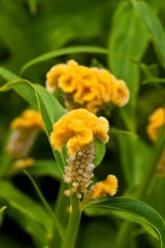 Beautiful spring flowers Stock Photos