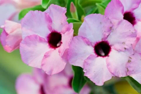 Beautiful spring flowers Stock Photos