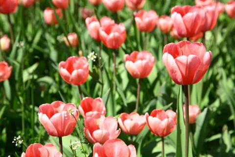 Beautiful spring flowers Foto stock