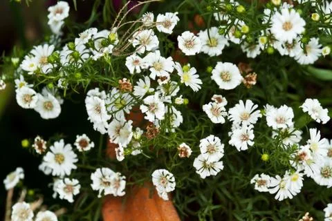 Beautiful spring flowers Stock Photos