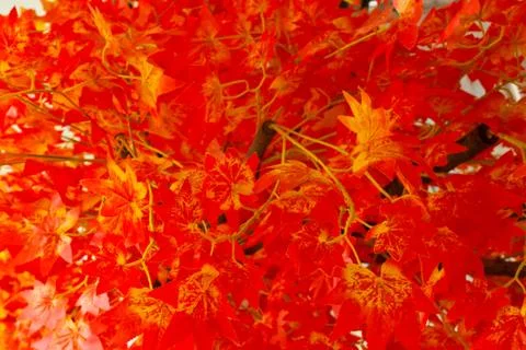 Beautiful spring flowers Stock Photos