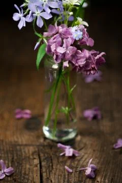 Beautiful spring flowers Stock Photos