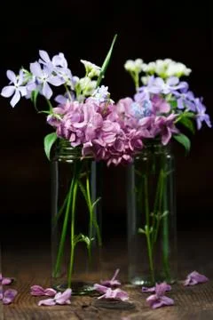 Beautiful spring flowers Stock Photos
