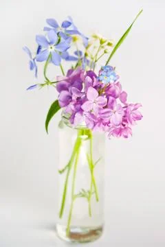 Beautiful spring flowers Stock Photos