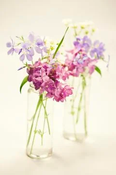 Beautiful spring flowers Stock Photos