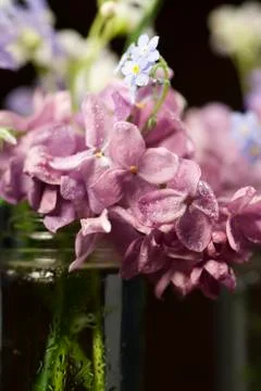 Beautiful spring flowers Stock Photos