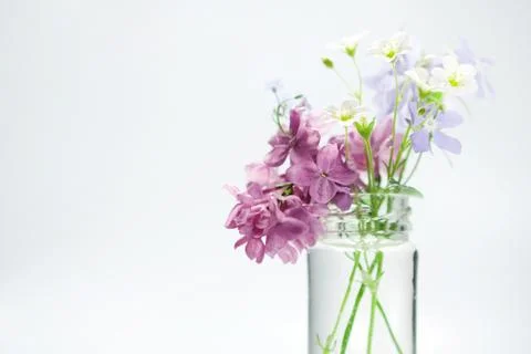 Beautiful spring flowers Stock Photos