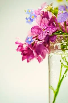 Beautiful spring flowers Stock Photos