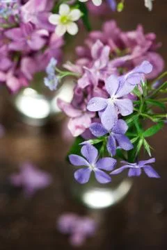 Beautiful spring flowers Stock Photos