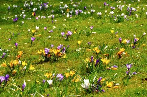 Beautiful spring flowers Stock Photos
