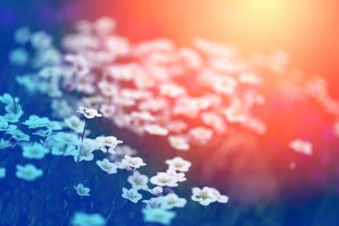 Beautiful spring flowers Stock Photos