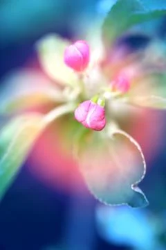 Beautiful spring flowers Stock Photos