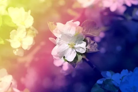 Beautiful spring flowers Stock Photos