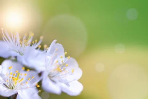 Beautiful spring flowers Stock Photos