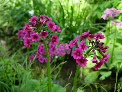 Beautiful Spring Flowers Stock Photos
