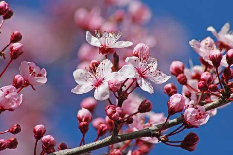 Beautiful spring flowers Stock Photos