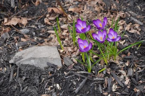 Beautiful spring flowers Фото
