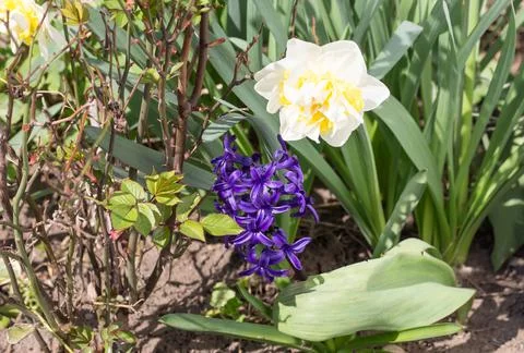 Beautiful spring flowers. Stock Photos