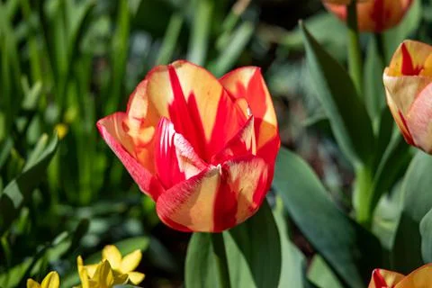 Beautiful spring flowers Stock Photos