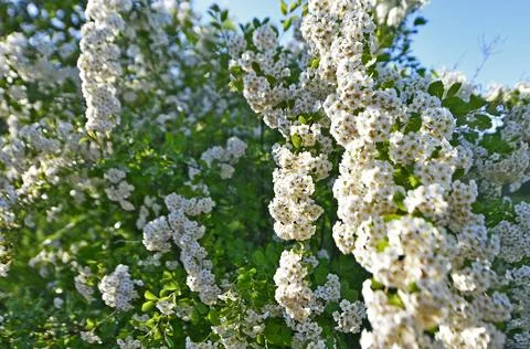 Beautiful spring flowers. Foto stock