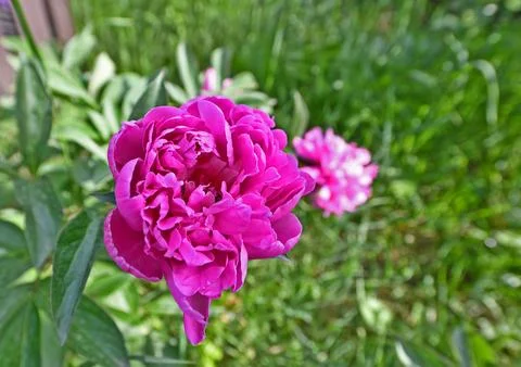 Beautiful spring flowers. Foto stock