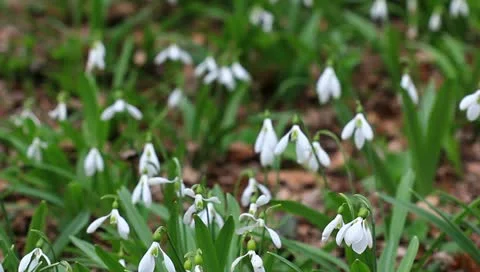 Beautiful spring flowers snowdrop Video stock 10895478