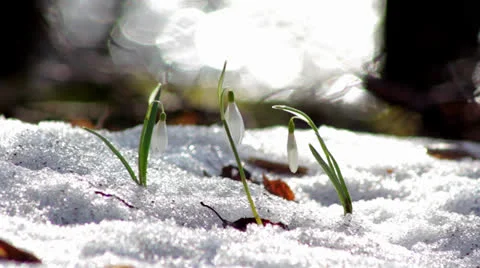 Beautiful spring flowers-snowdrop Stock Footage 22511932