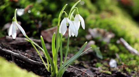 Beautiful spring flowers-snowdrop Stock Footage 22512940