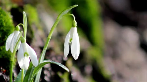 Beautiful spring flowers-snowdrop Stock Footage 22514449