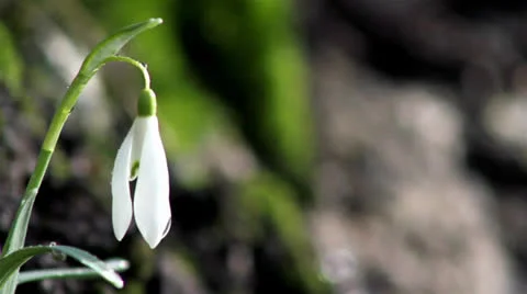 Beautiful spring flowers-snowdrop Stock Footage 22515046
